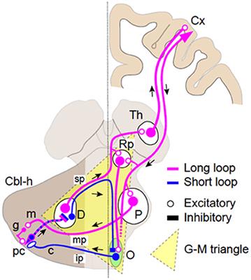 Pathophysiology of Cerebellar Tremor: The Forward Model-Related Tremor and the Inferior Olive Oscillation-Related Tremor